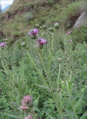 Cirsium svaneticum