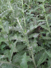 Cirsium svaneticum