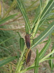 Coreidae