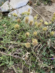 Sideritis hyssopifolia