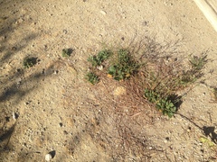 Limonium duriusculum