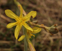 Moraea pallida