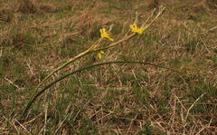 Moraea pallida