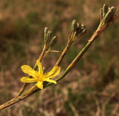 Moraea pallida