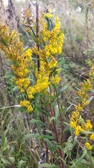 Solidago × niederederi