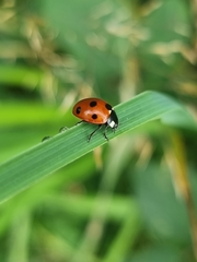 Coccinella septempunctata