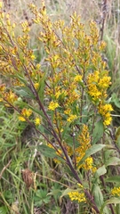 Solidago × niederederi