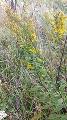Solidago × niederederi