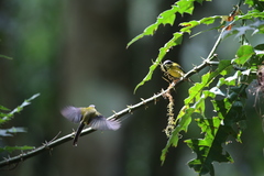 Apalis jacksoni
