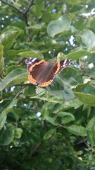Vanessa atalanta