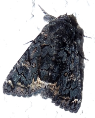 Catephia alchymista