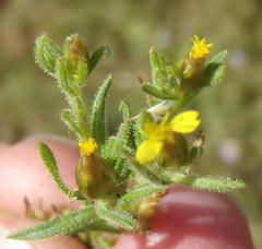 Rhynchopsidium sessiliflorum