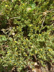 Rhynchopsidium sessiliflorum