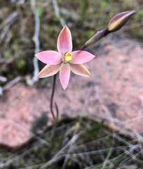 Thelymitra luteocilium