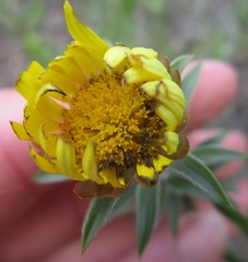Oedera calycina
