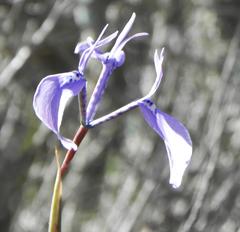 Moraea tripetala tripetala