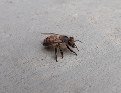 Apis mellifera