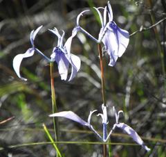 Moraea tripetala tripetala