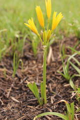 Cyrtanthus breviflorus