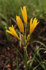 Cyrtanthus breviflorus