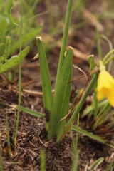 Cyrtanthus breviflorus