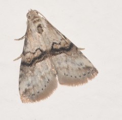 Zebeeba falsalis