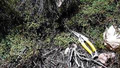 Indigofera sp-aff-humifusa