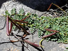 Indigofera sp-aff-humifusa