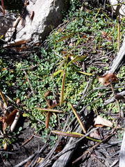 Indigofera sp-aff-humifusa