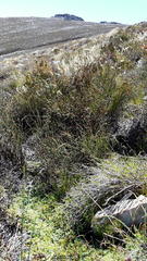 Indigofera sp-aff-humifusa