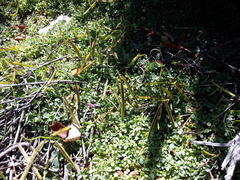 Indigofera sp-aff-humifusa