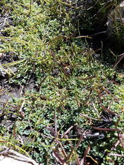 Indigofera sp-aff-humifusa