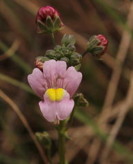 Nemesia denticulata