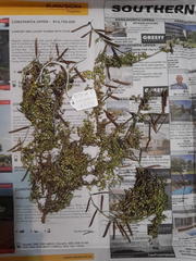 Indigofera sp-aff-humifusa