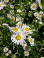 Erigeron annuus