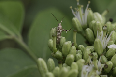 Eretmocera impactella
