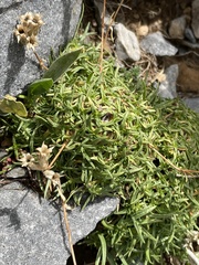 Saponaria caespitosa