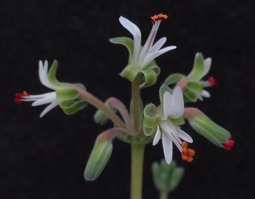 Pelargonium parvipetalum