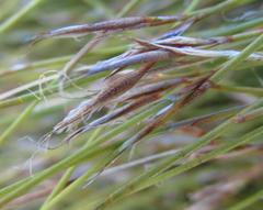 Anthochortus crinalis