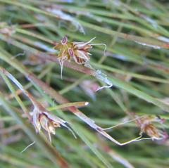 Anthochortus crinalis