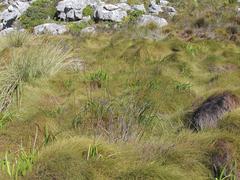 Anthochortus crinalis