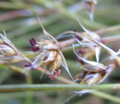 Anthochortus crinalis