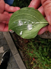 Neodryinus typhlocybae