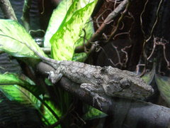 Anolis barbatus