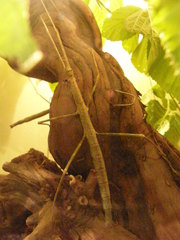 Medauroidea extradentata