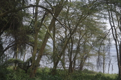Vachellia xanthophloea