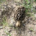 Morchella palazonii - Photo (c) allabella007, some rights reserved (CC BY-NC), uploaded by allabella007