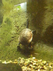 Chelodina mccordi
