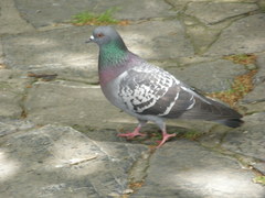 Columba livia domestica