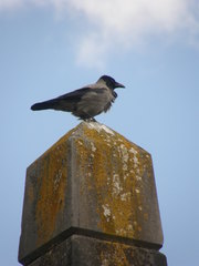 Corvus cornix